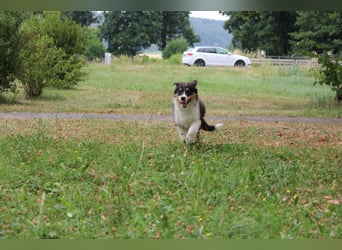 Australian Shepherd ASCA Welpen