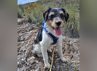 Tobi, charmanter kleiner Knopf, katzen hunde Menschenfreund
