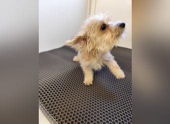 MIRCO - der lustige und verspielte kleine Mann sucht ein liebevolles Zuhause