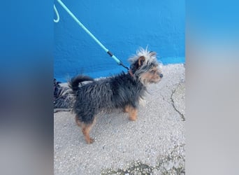 Tobby, hofft auf seine große Chance
