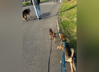 Lieber Maksik sucht sein Zuhause