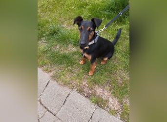 Szilva VA – Junge Hündin sucht ein aktives Zuhause