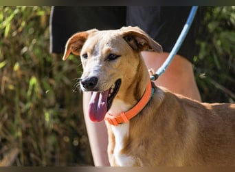 Bonyo, Mix Labrador / Podengo, lieb und sozial