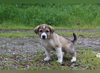 Lotti – süße Maus sucht ihre Menschen