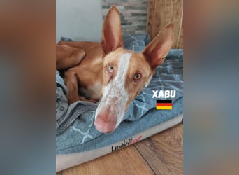 Xenon,geb.08/23,lieber Podenco sucht seine Familie,bereits auf Pflegestelle in Deutschland