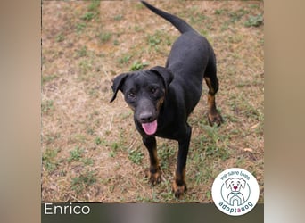 Enrico: Sehnt sich nach einem Zuhause