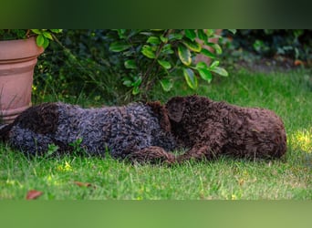 Lagotto Romagnolo Welpen, 6 Welpen suchen ein Zuhause