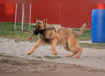 Ivo VI – Kluger, aktiver Malinois-Rüde sucht erfahrenes Zuhause mit Köpfchen