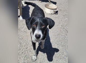 Wunderbare ♥♥ Wilma ♥♥ wartet bereits in 04157 Leipzig auf ihre Für-Immer-Menschen