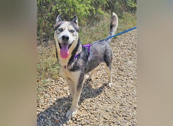 Husky Andy ist ein treuer Begleiter