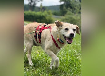 Alba - vorsichtige, ruhige, liebe Labrador-Mix-Hündin / Pflegestelle in Mosbach