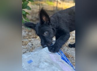 Manuela, ein süßes Hundekind