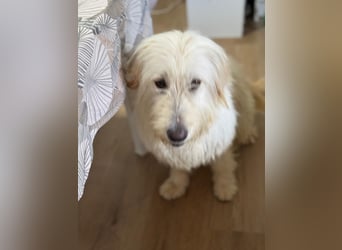Lola, eine zauberhafte Hündin