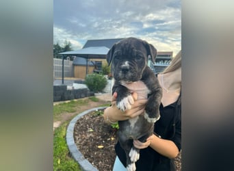 Cane corso mastiff mix 