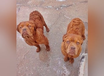 Melo, soll nicht im Tierheim bleiben