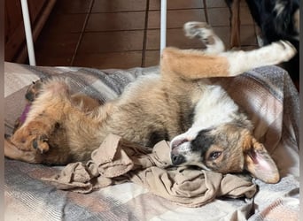 gutgelaunter VALENTIN sucht seine Familie