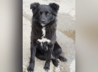 Molly absolut Anfänger geeignet