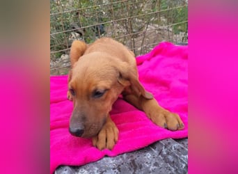 Tora ❤️ süße, aktive Labi-Mix Hündin