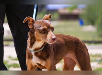 Caju, Mix Pinscher / Chihuahua, lieb und sozial