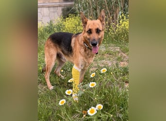 Tilo (Spanien) – ein liebevoller Vagabund auf vier Pfoten