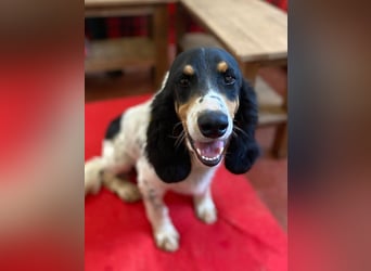 ZIGGY sucht ruhiges zu Hause