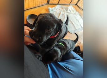Labradorwelpen suchen bestes Zuhause