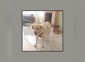 Golden Retriever Mix Flocke: katzenverträglich u. lieb sucht Familienanschluss! MIT VIDEOS!