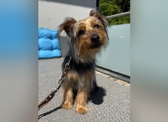 Yorkshire Mix Rüde Lenny