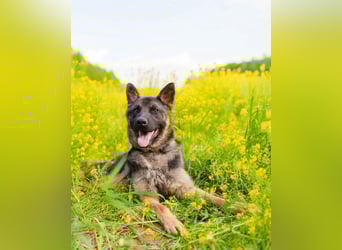 Ein schöner Schäferhund Mischling *Balou* wartet auf sein neues zuhause