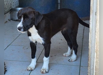 Jungrüde ♥ Xavi ♥ unser kleiner Herzöffner