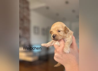 Wunderschöne Maltipoo Welpen!!! (Malteser/Zwergpudel)