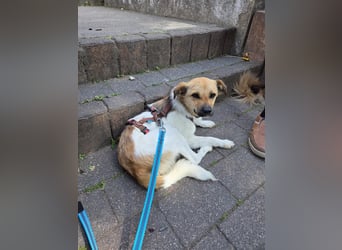 Buddy - Charmeur mit Knicköhrchen