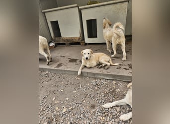 Cherise: ein kleiner Sonnenschein