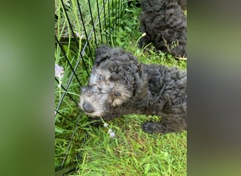 Zauberhafte Kleinpudel Welpen in Silber, VDH Zucht