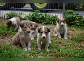 Colliewelpen aus über 40Jahren Zucht