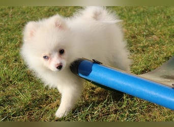 Zwergspitz Pomeranian "Vanilla" Hündin 4 Monate kann ins neue Heim ziehen