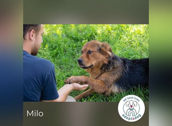 Milo – Harte Schale, weicher Kern