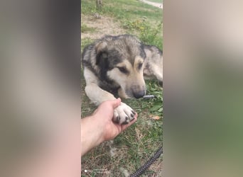 Maxx – ein gutmütiger Schatz