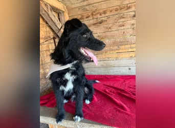 Janko, Schnauzer-Mix, Rüde, geb. am 17.07.2023, 43 cm, 15 kg