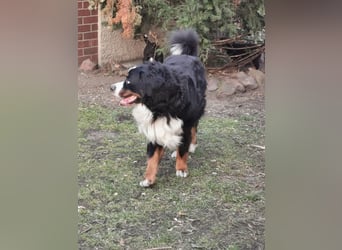 Berner Sennen Welpen