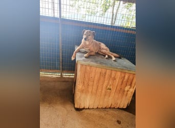 SVEN – ein Gentlemen mit grauer Schnauze hofft auf das große Glück "Eigene Familie"