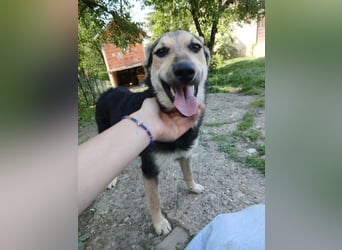 Schäferhund Mix Meggi
