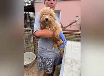 Ariko, verspielter Maltipoo Welpe geb. 2025