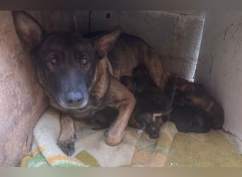 Flower-  Liebevolle Malinois-Mix-Hündin sucht ein geborgenes Zuhause