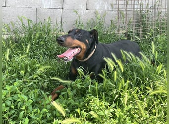 Fibi von kettenlos