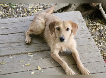 Kuckuck, wer schenkt Traumhund OLIVER ein liebevolles Zuhause?