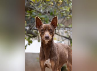 Manolito ist Liebenswürdigkeit in Hundegestalt