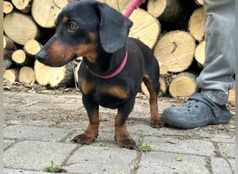 Norman, 1 Jahr, 25cm sucht sein Glück