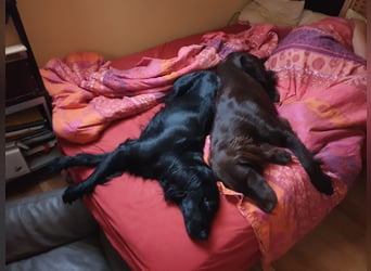 C - Wurf Flat Coated Retriever 2025