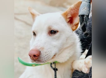 Wangja, Mischlingsrüde, ca 3 Jahre alt, lieb und verspielt, sucht seine Familie